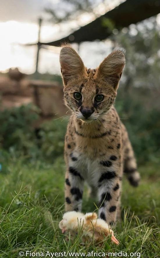 Cat Conservation Trust
