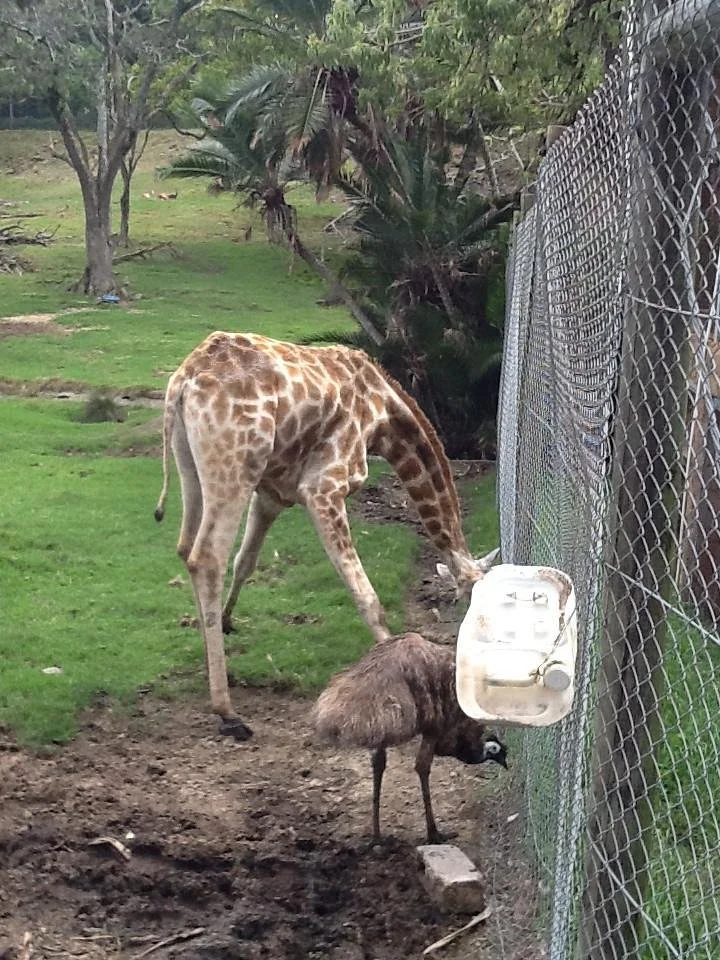 East London Zoo