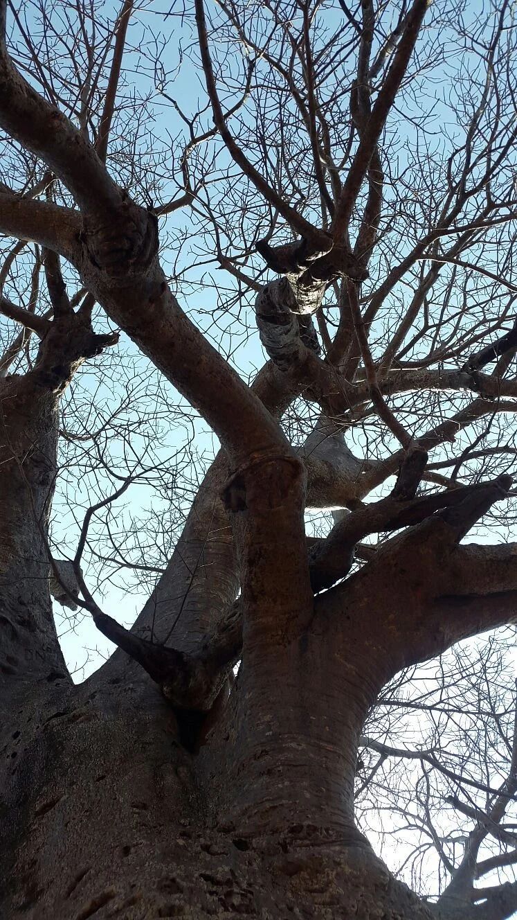 Sunland Big Baobab