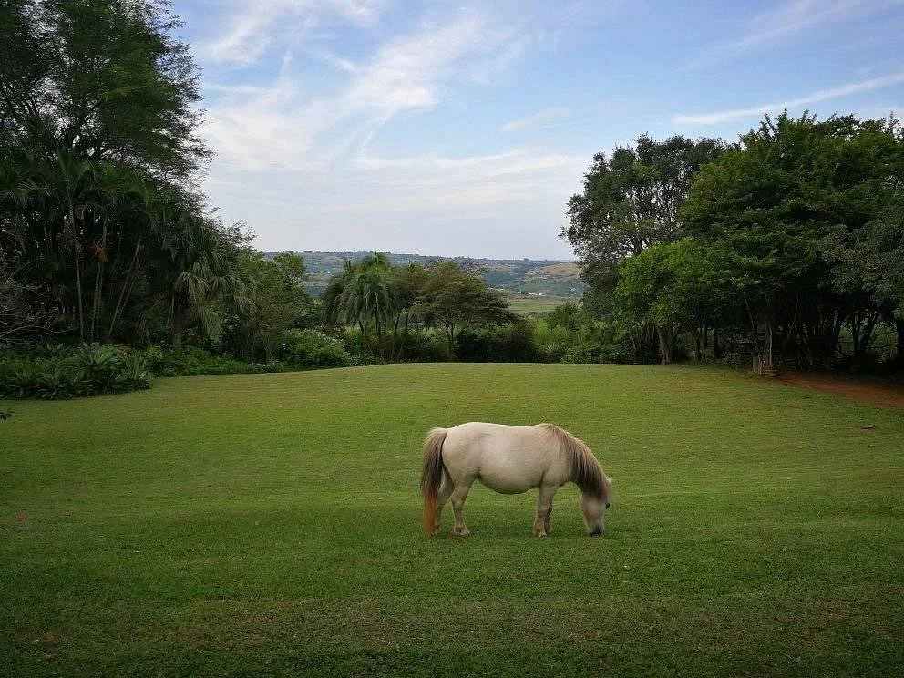 Dayspring Restaurant & Animal Farm