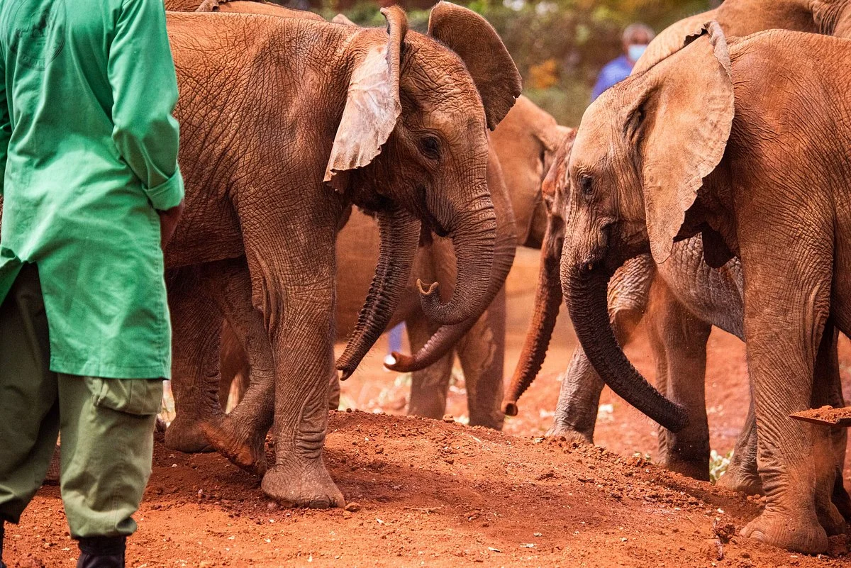 The David Sheldrick Wildlife Trust