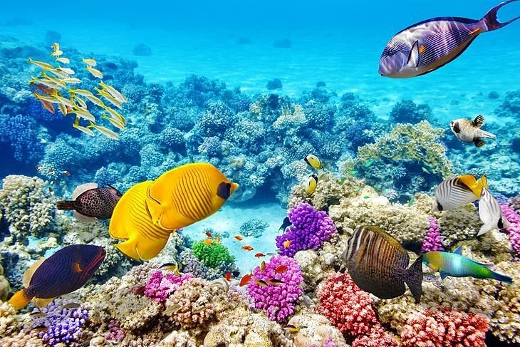 Two Mile Reef