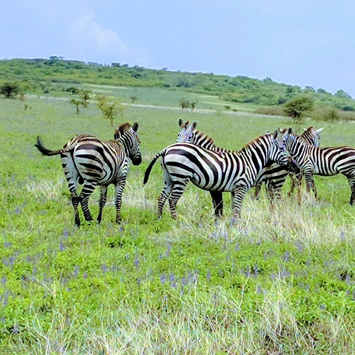 Nechisar National Park
