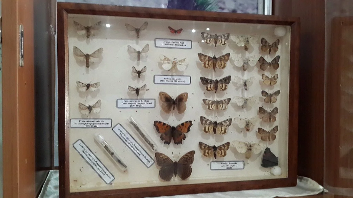 Chréa National Park Museum