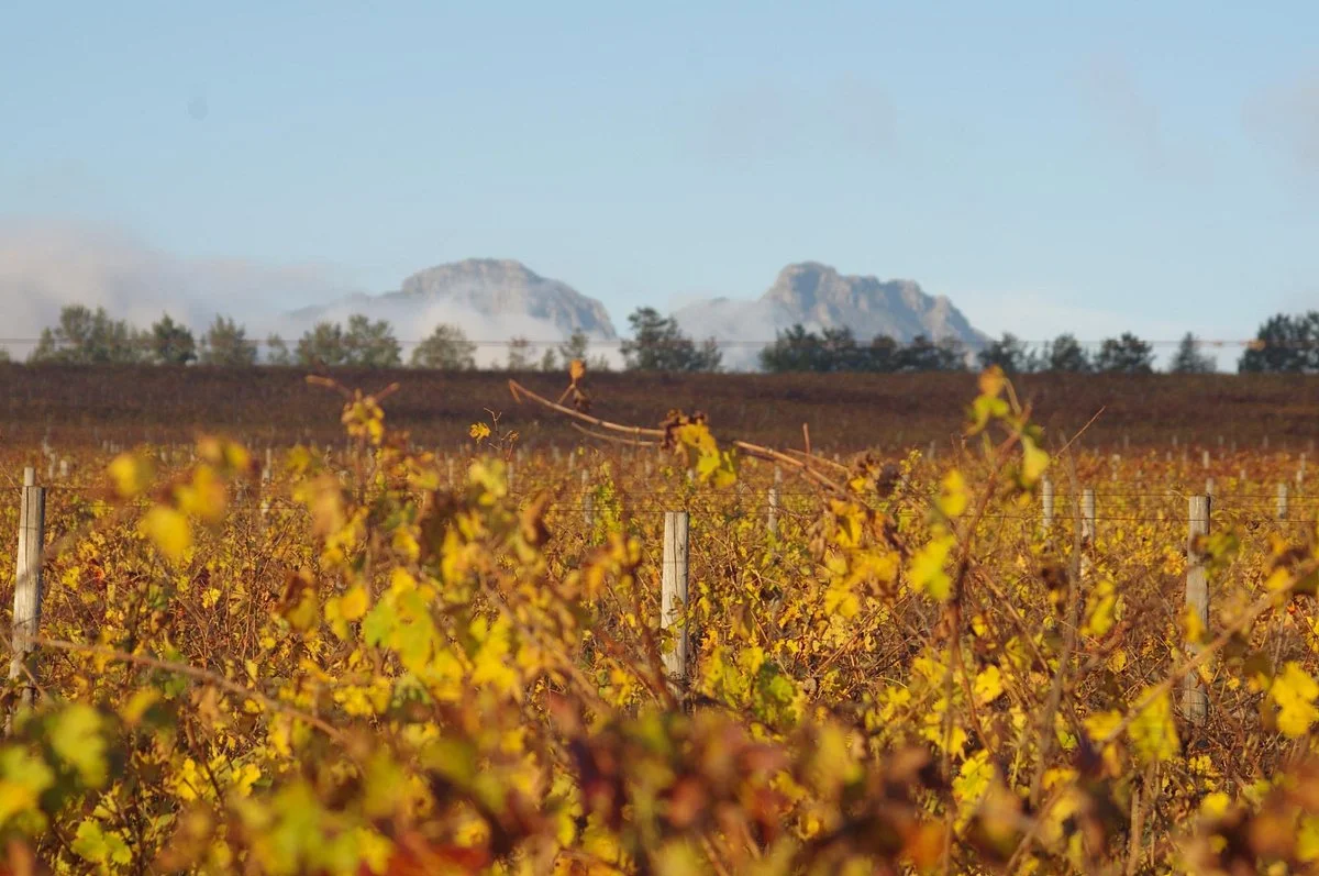 Stellenbosch Wine Routes