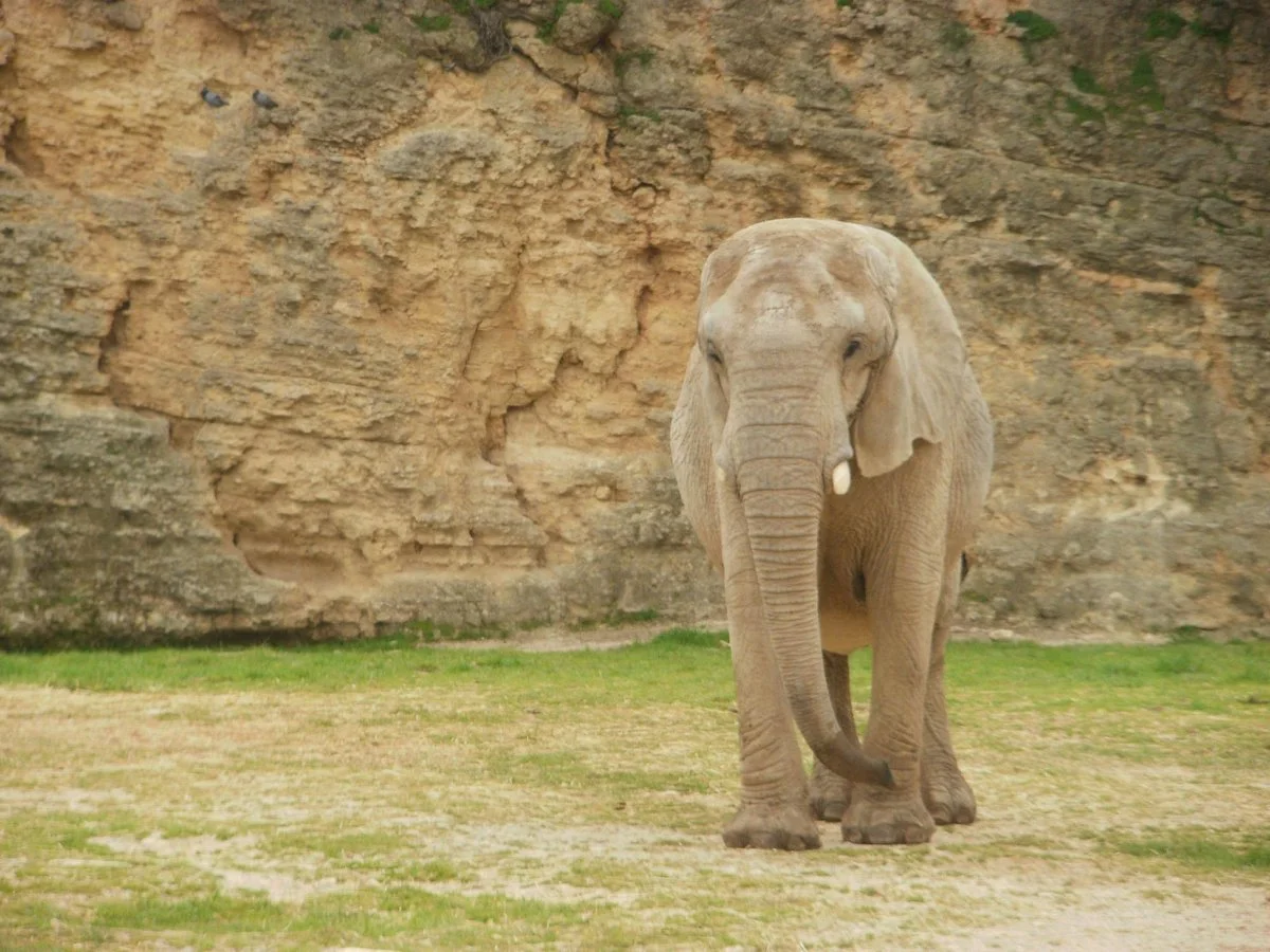 Zoo de Ben Aknoun