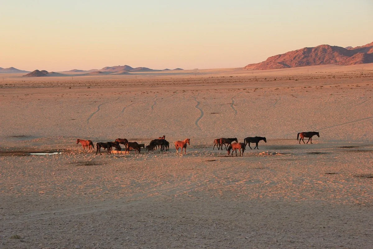 Wild Horses of Aus
