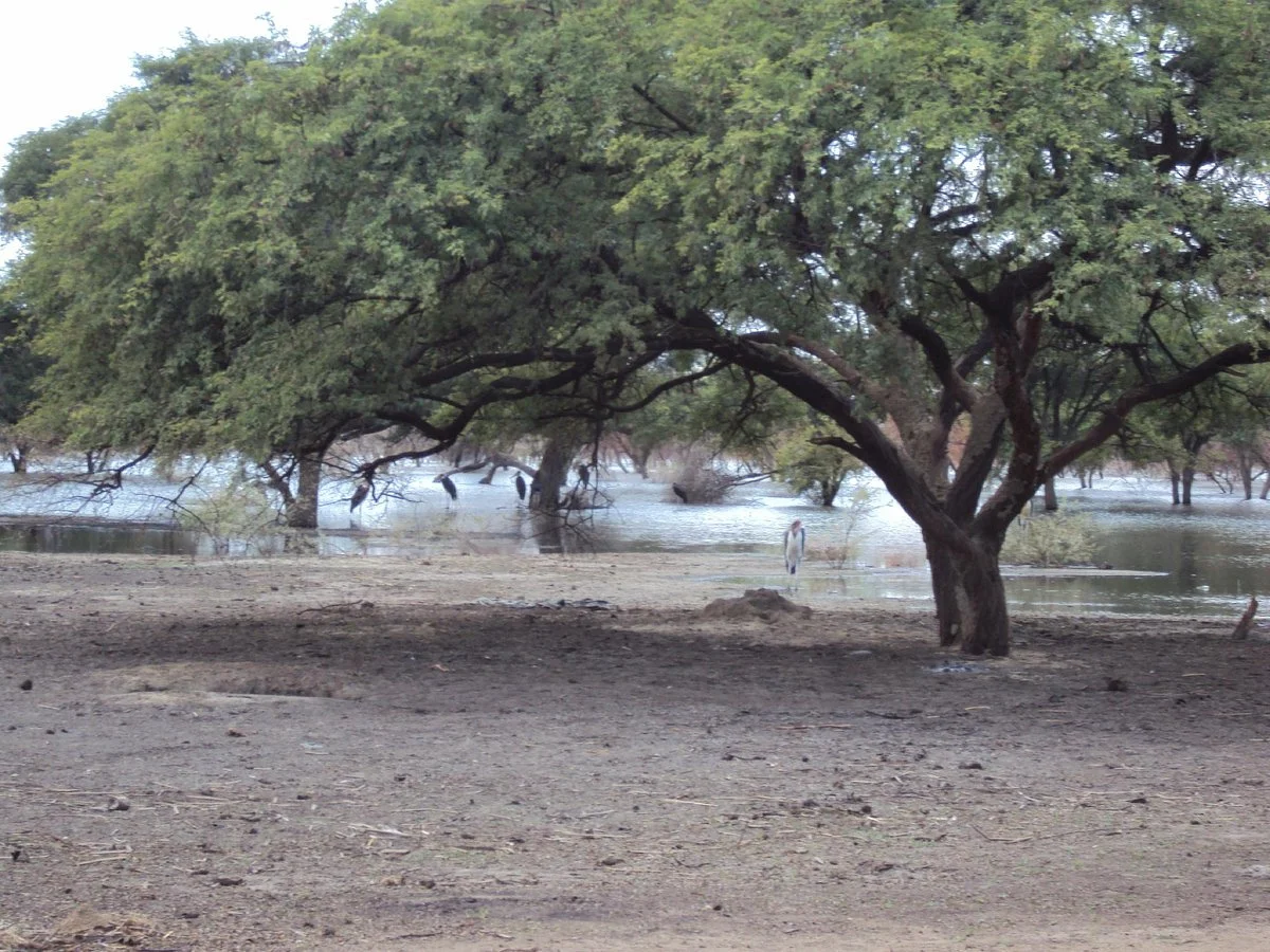 Lake Ngami