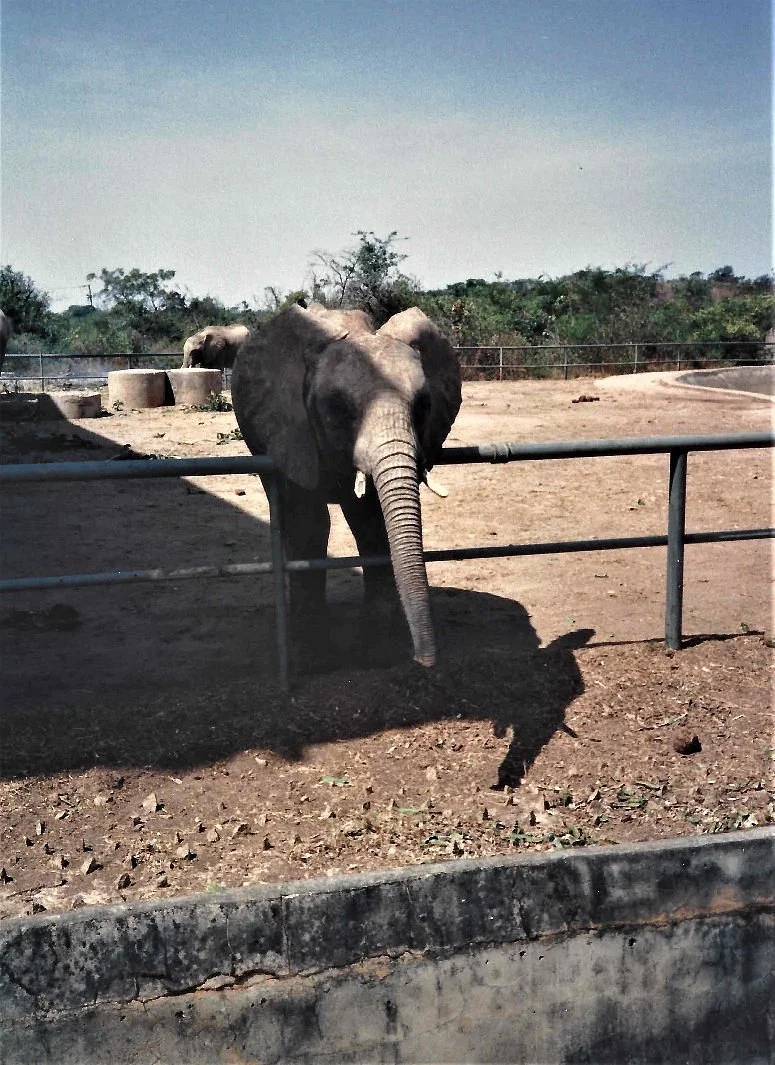The Wild Amusement Park