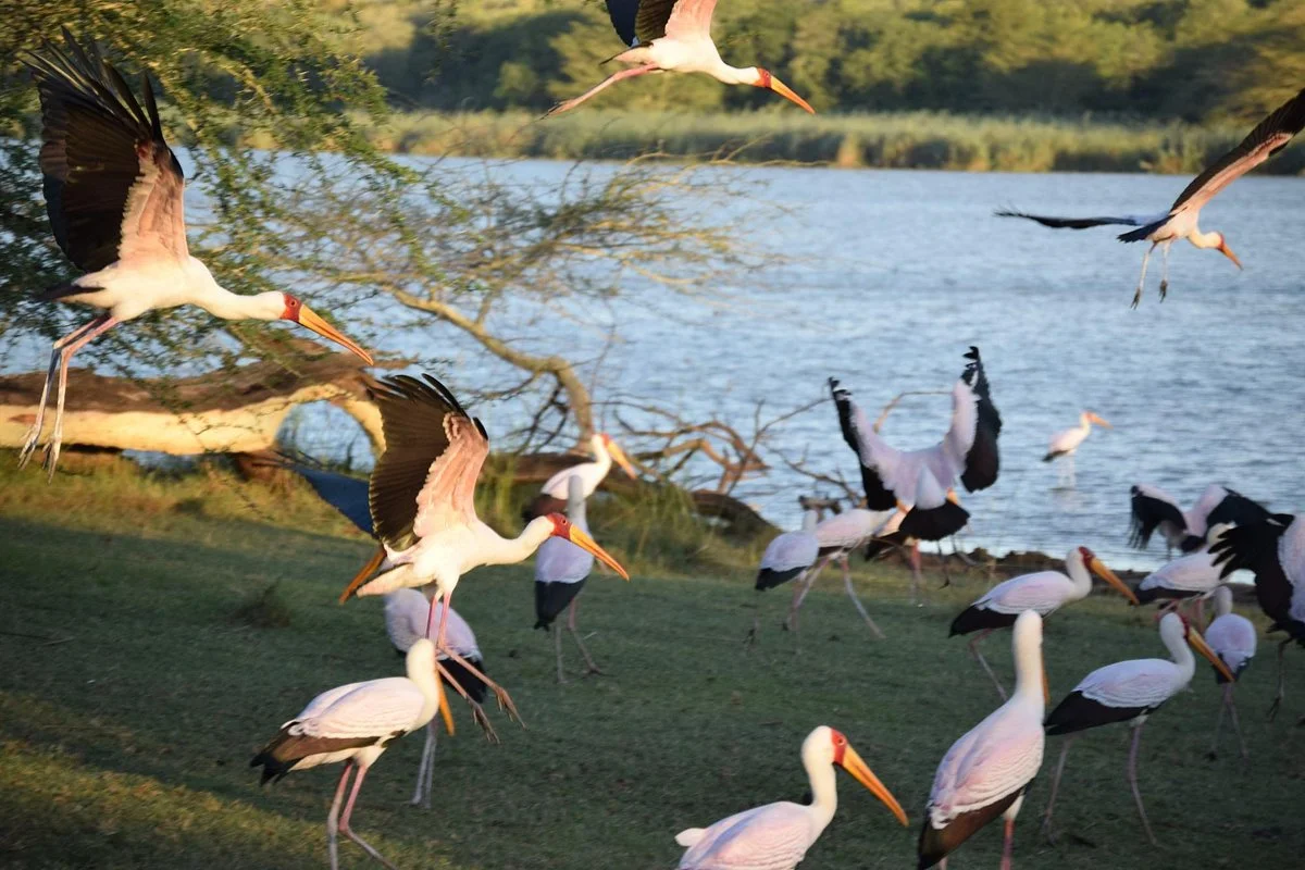 Ndumo Game Reserve
