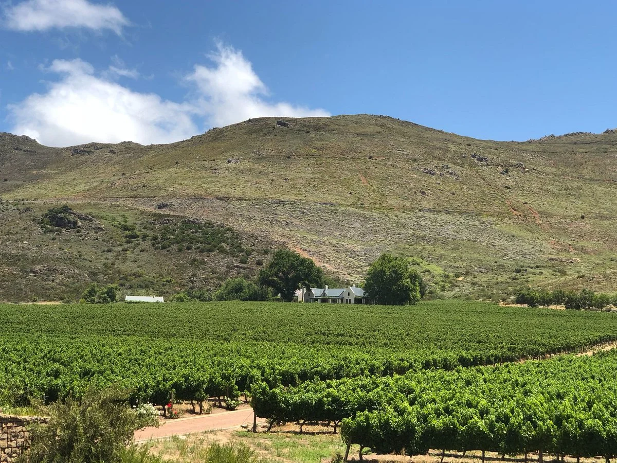 South Hill Vineyards - Elgin Western Cape