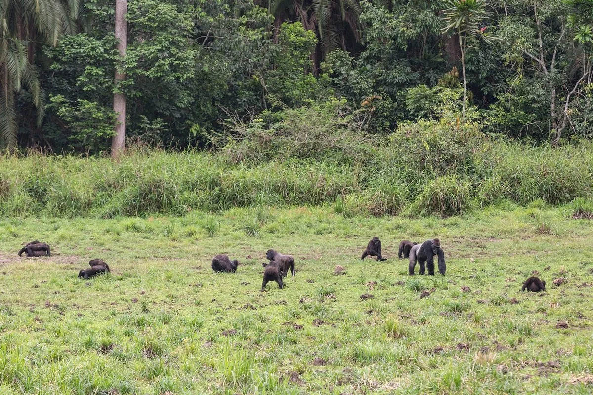 Lobeke National Park