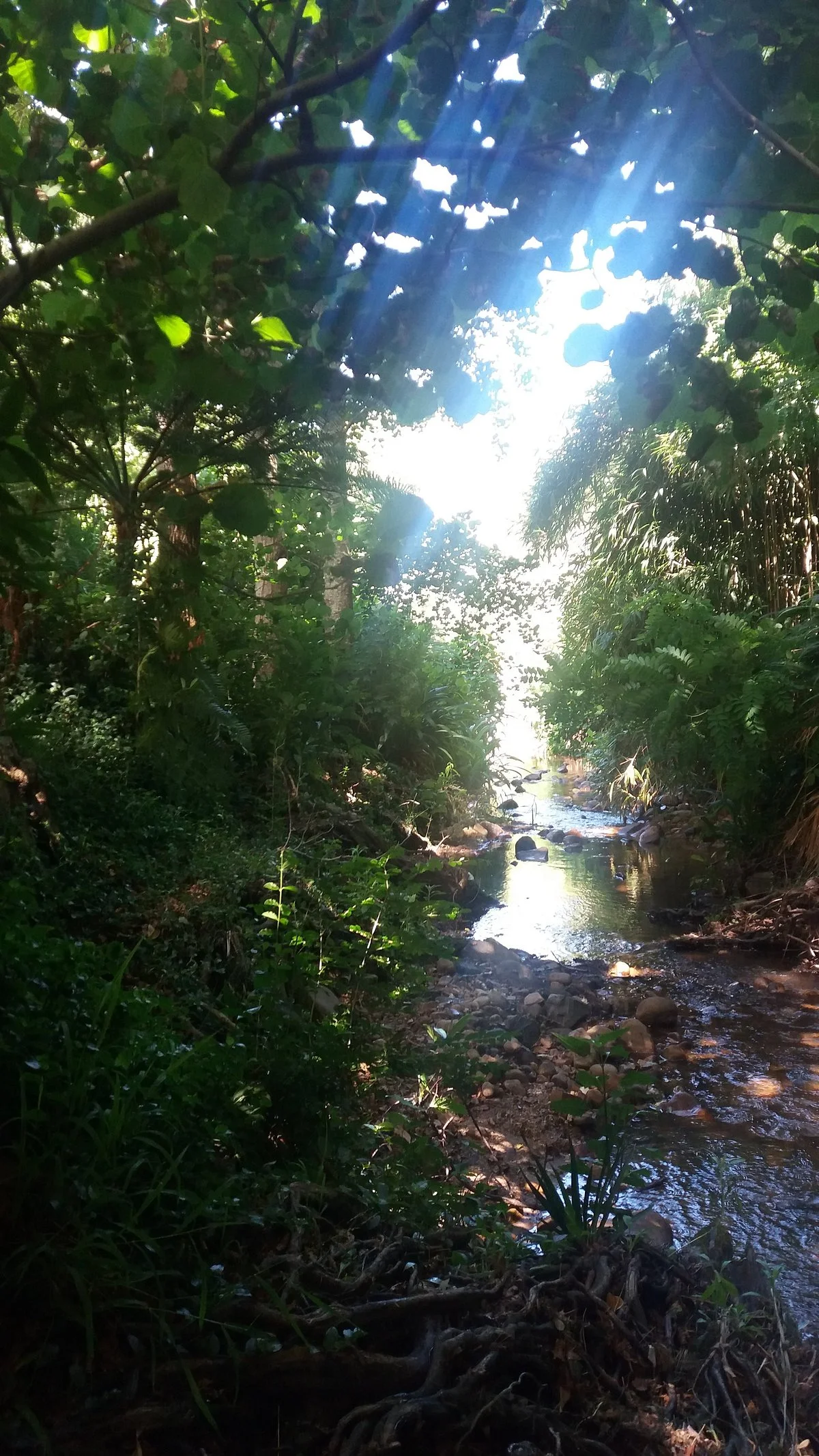 Liesbeek River Trail