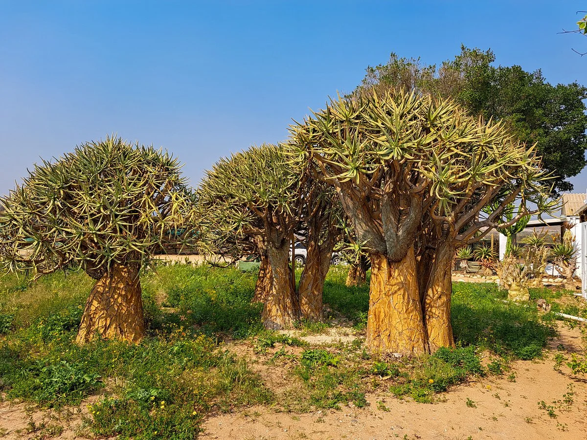Kokerboom Kwekery Nursery