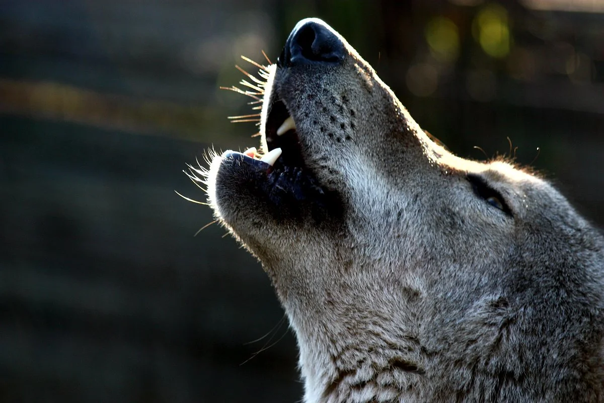 Tsitsikamma Wolf Sanctuary