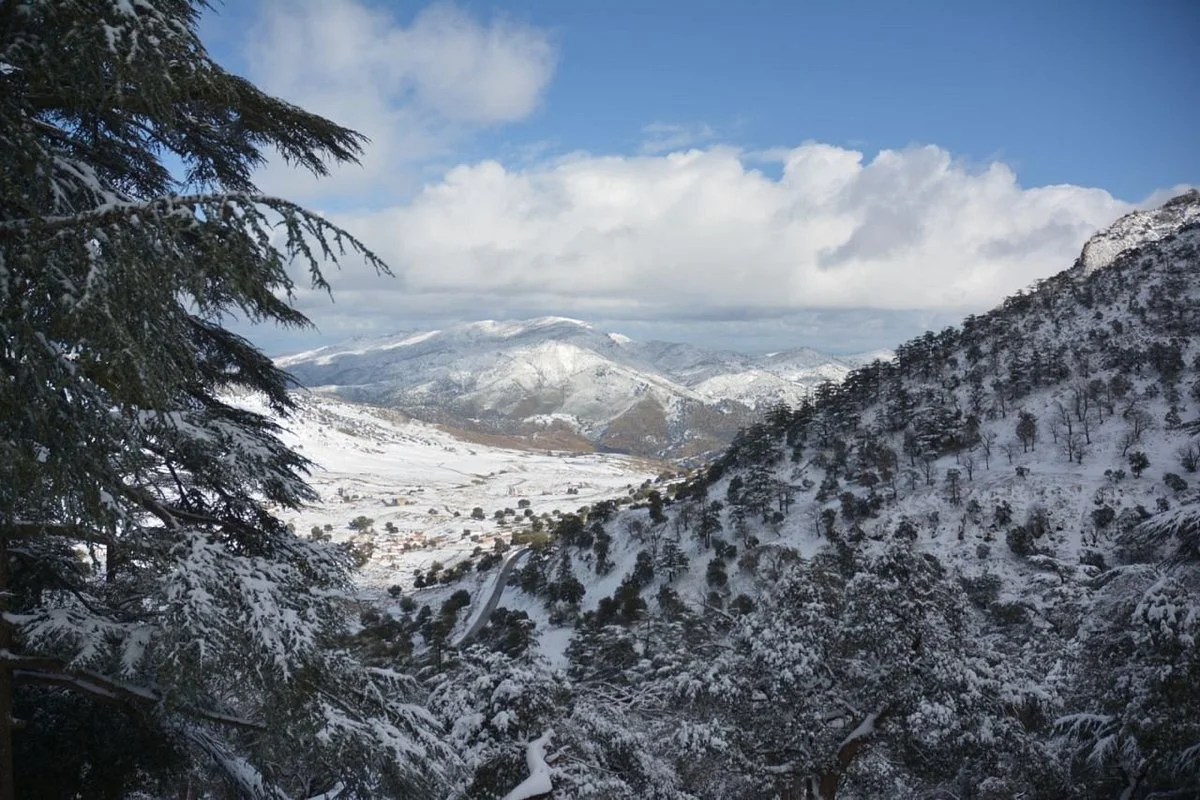 Theniet El Had National Park