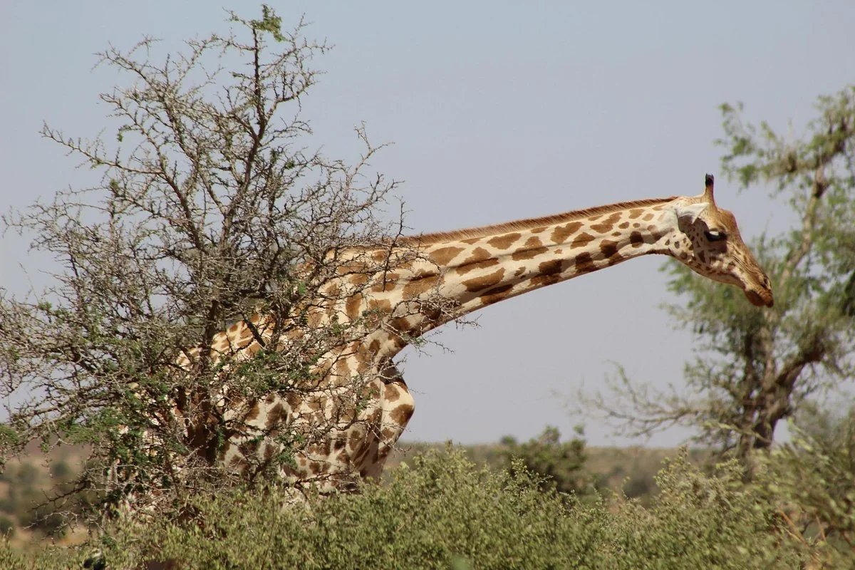 Koure Giraffe Reserve