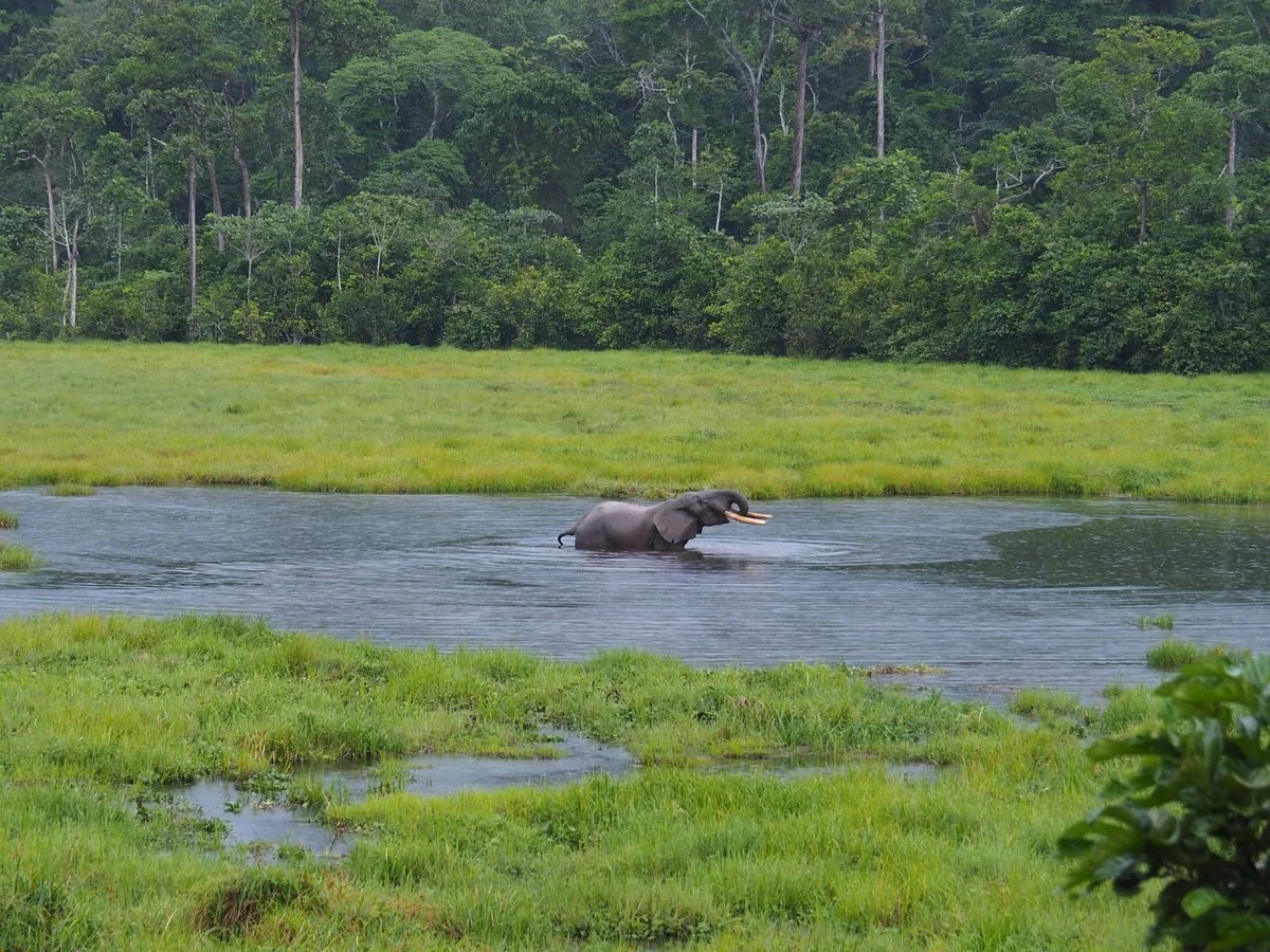Nouabale-Ndoki National Park