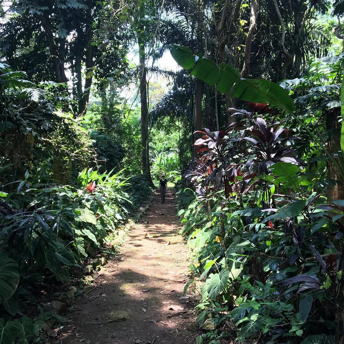 Jardin Botanique de Kisantu