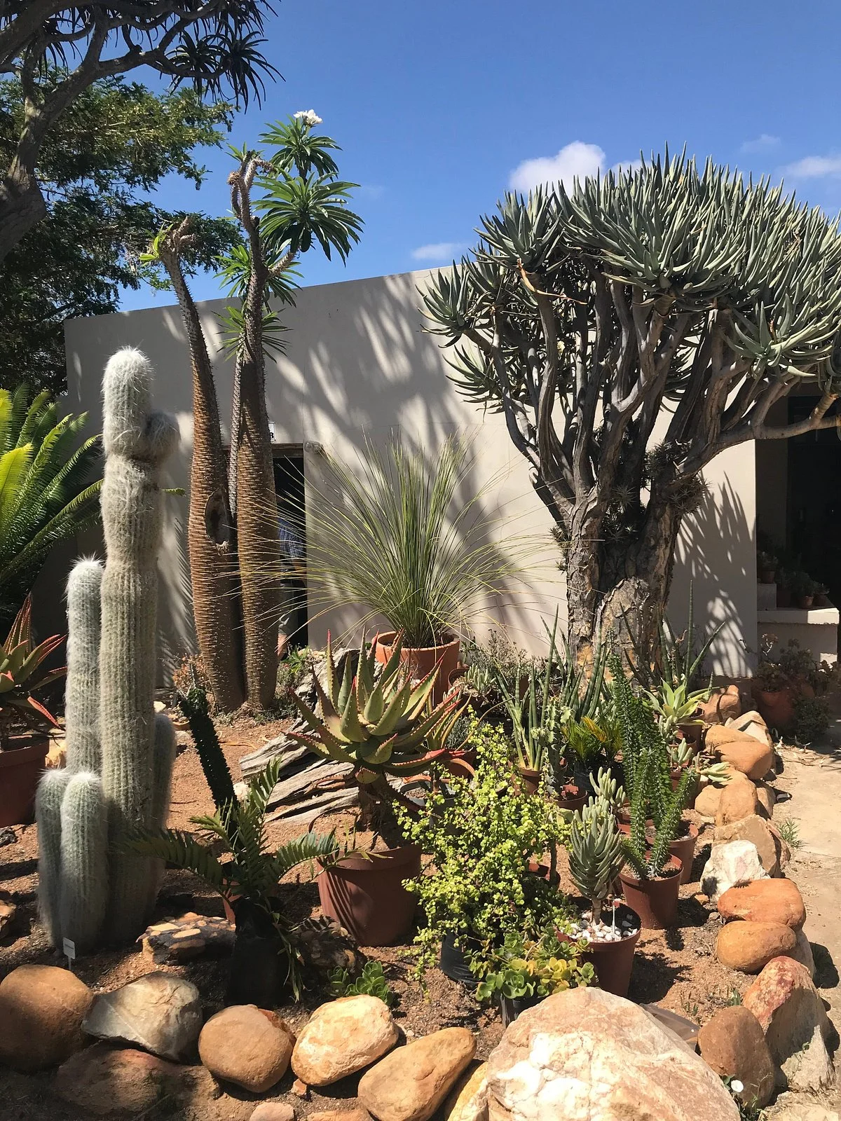 Sheilam Cactus Farm