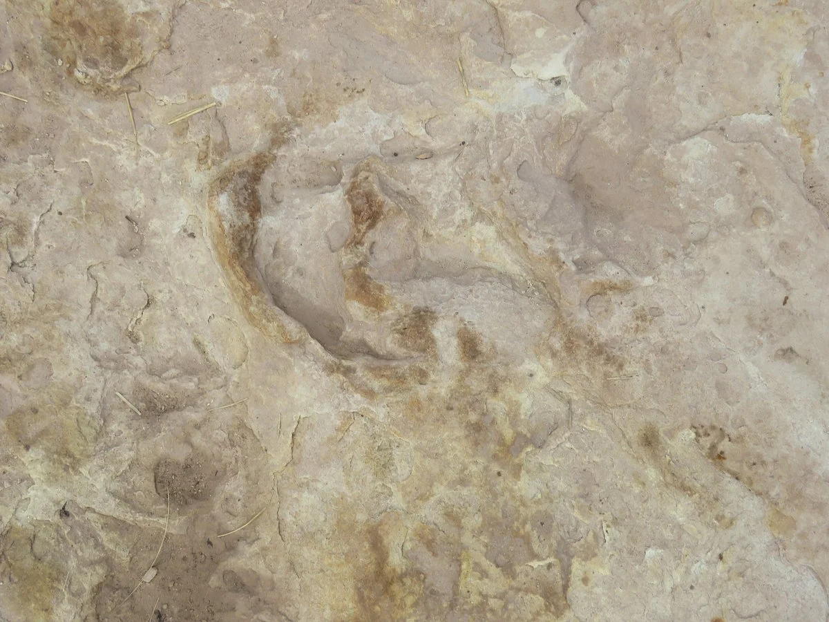 Subeng Dinosaur Foot Prints