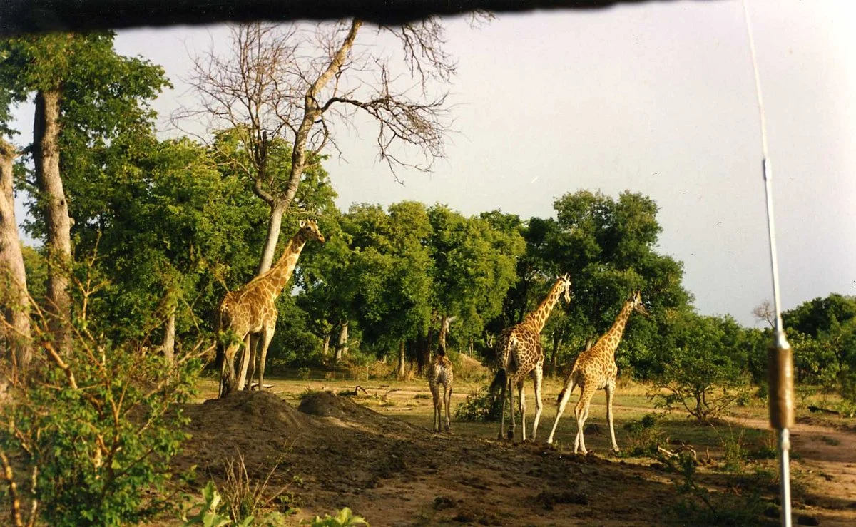 Manovo-Gounda St Floris National Park