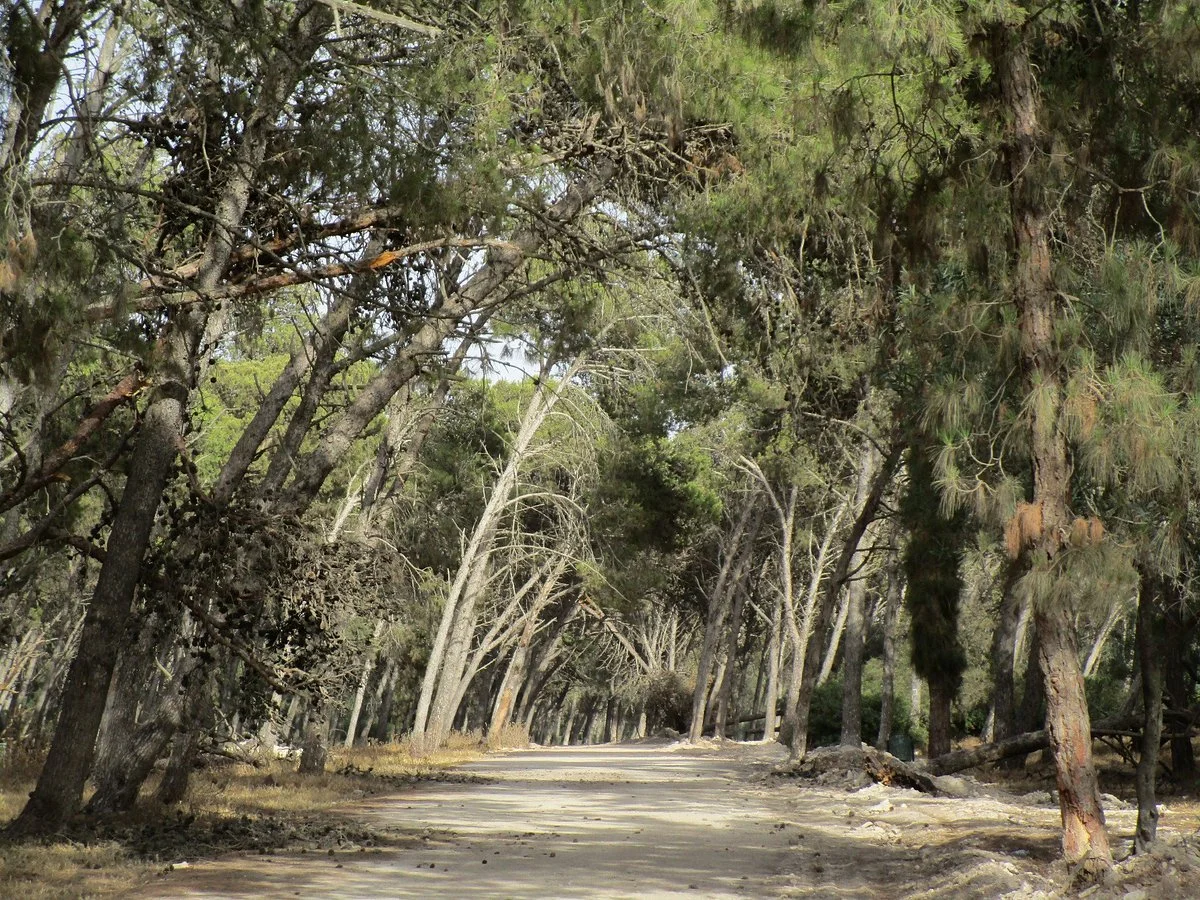 Foret De Bouskoura
