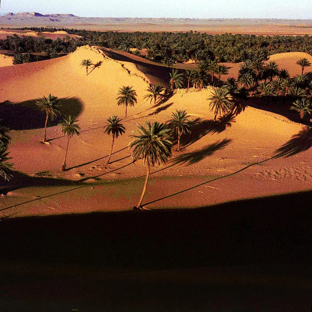 Ain Salah Sand Dune