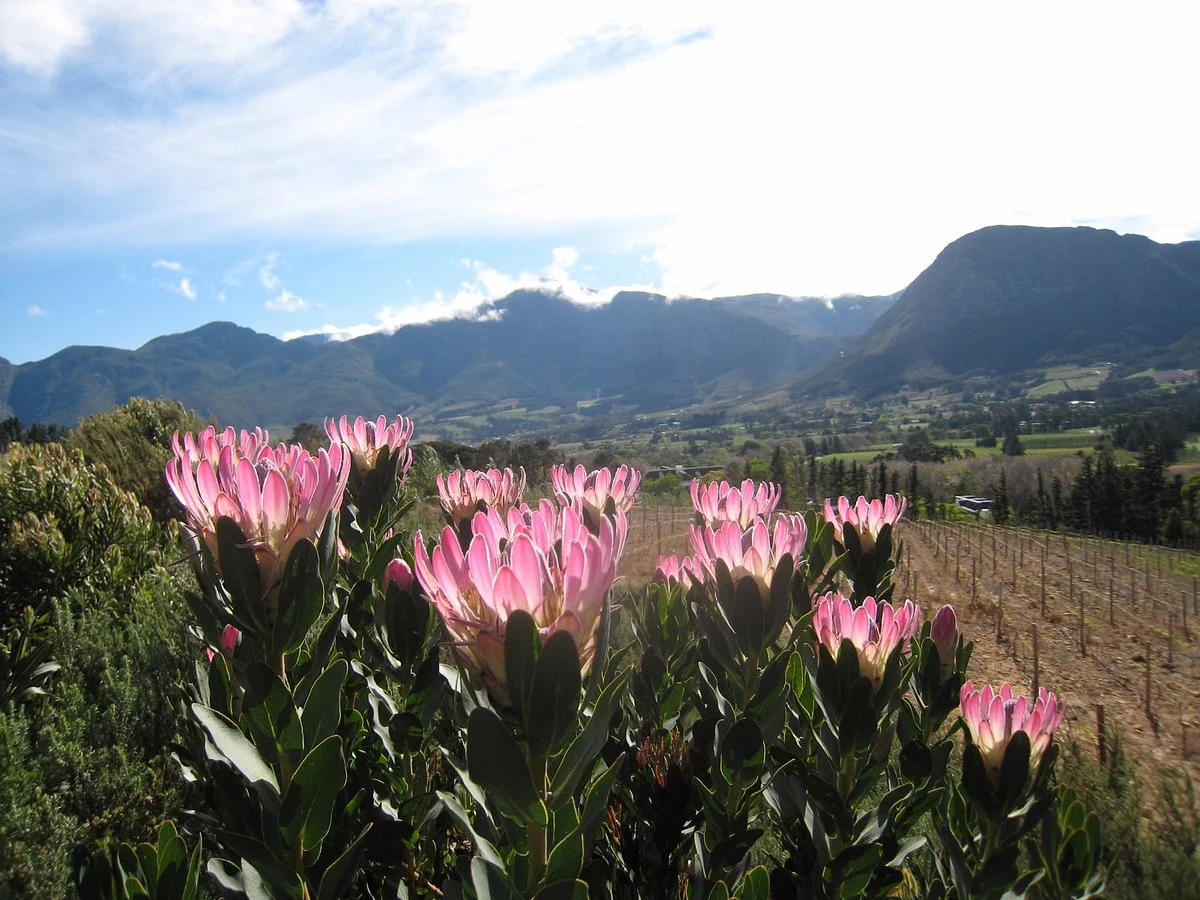 Haut Espoir Winery