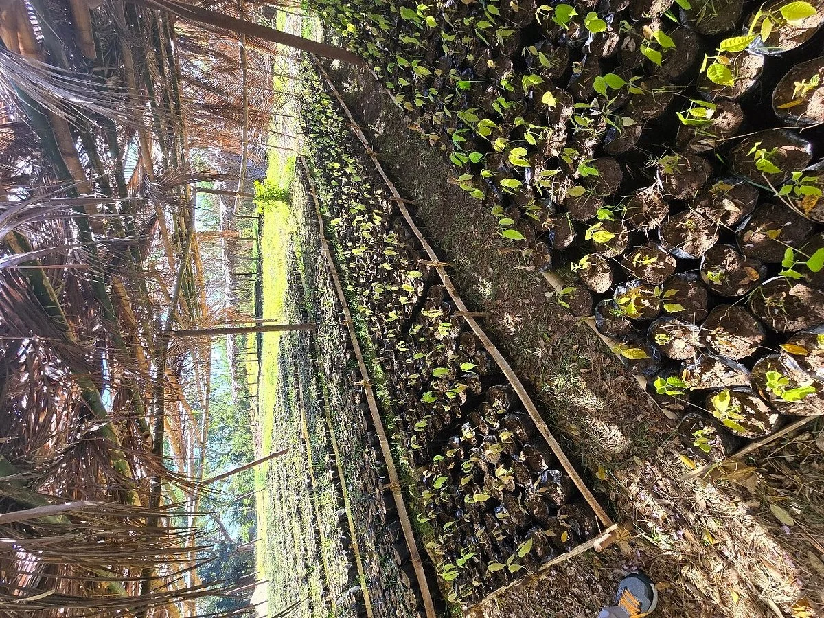 Millot Plantation