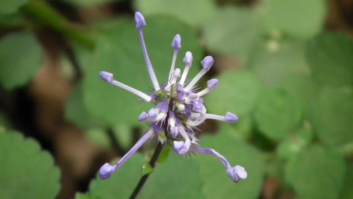 Kologha Forest Reserve