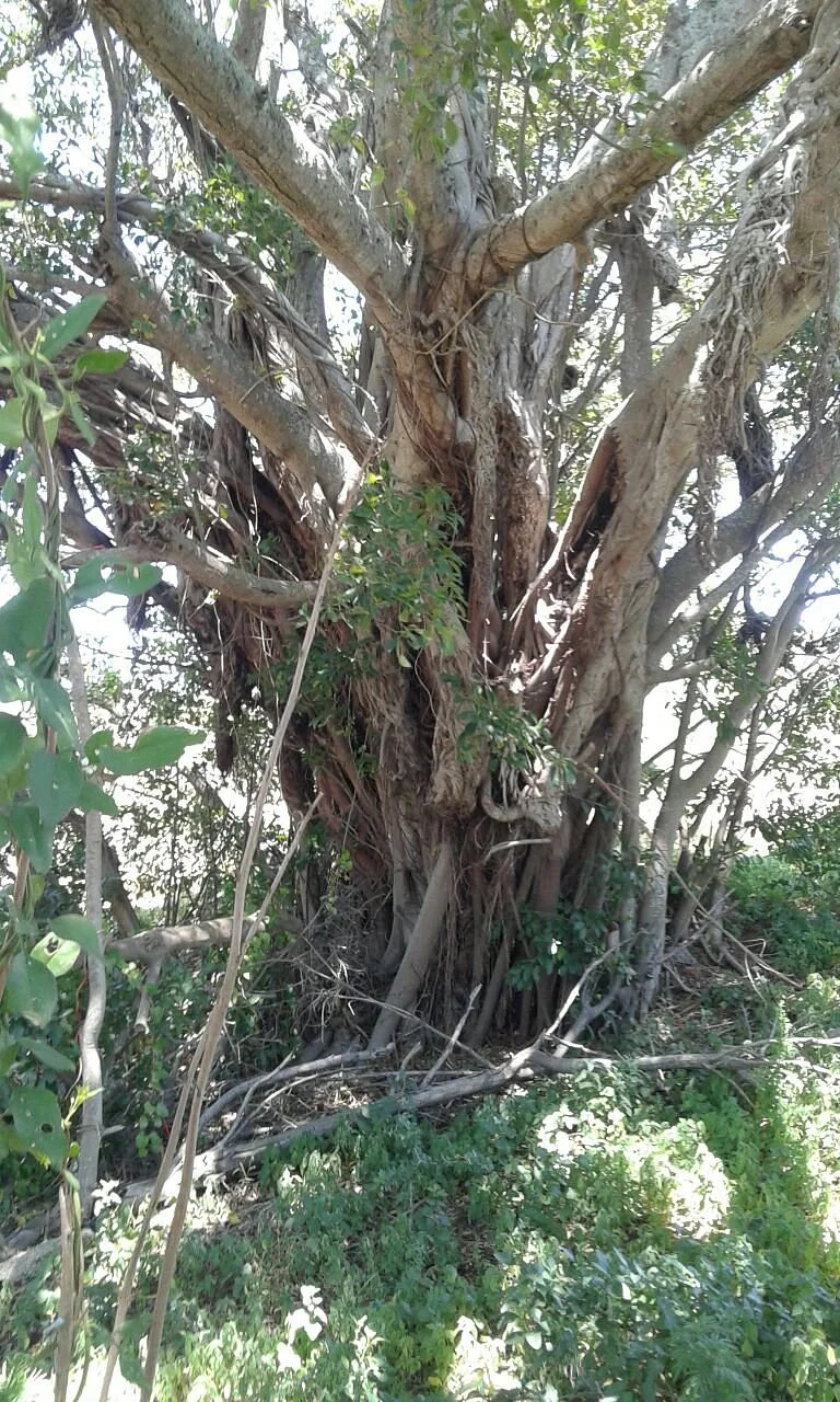 Sewefontein Wild Fig Tree Forest