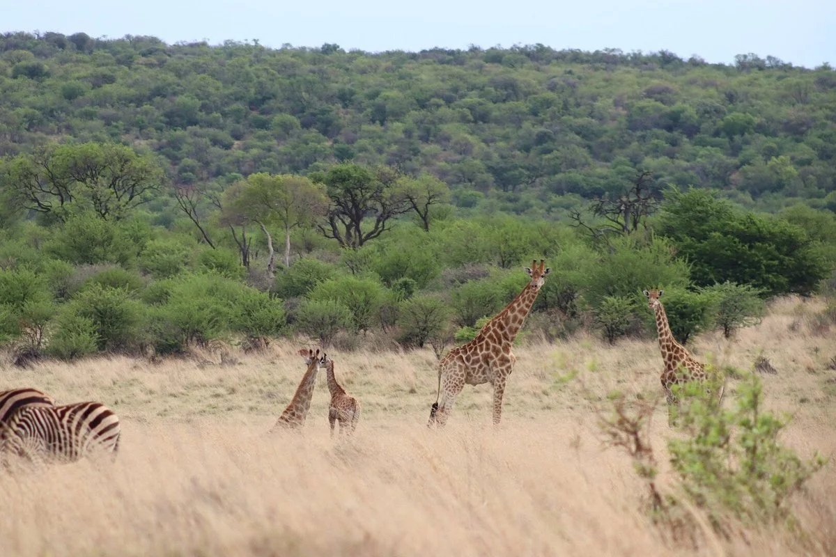Faan Meintjes Nature Reserve
