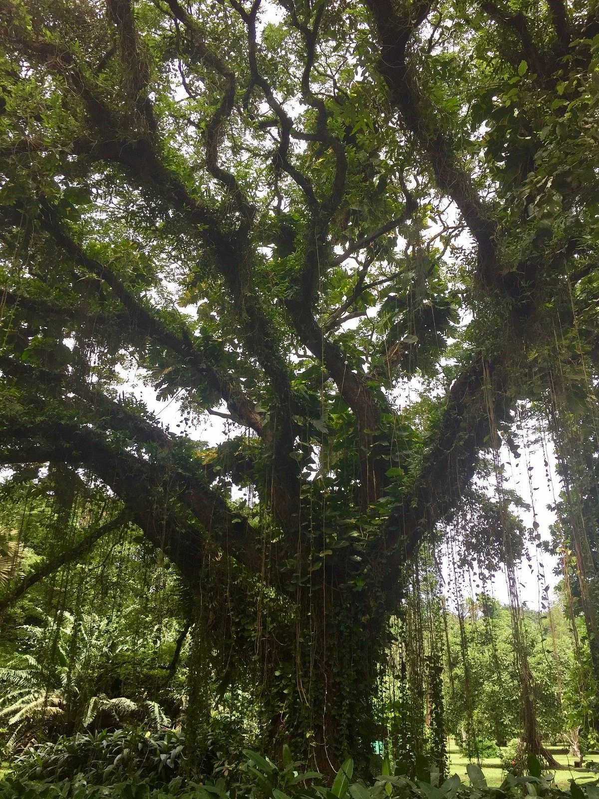 Limbe Botanic Garden