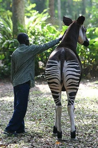 Okapi Wildlife Reserve
