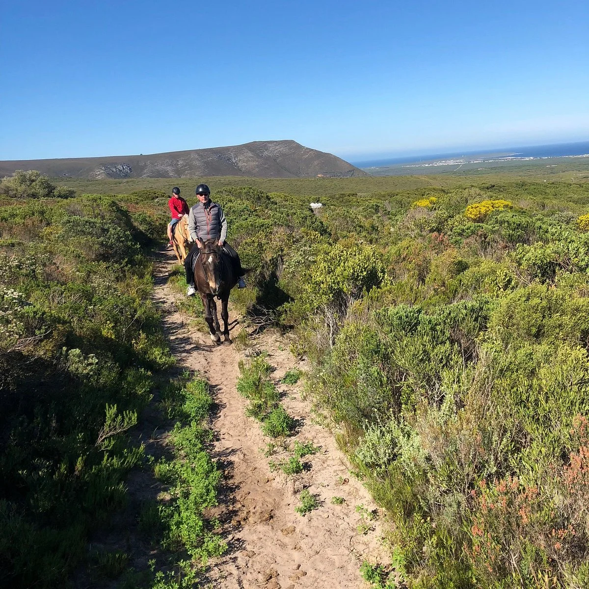 Horse Riding Grootbos Private Nature Reserve