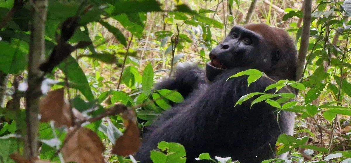 Moukalaba-Doudou National Park