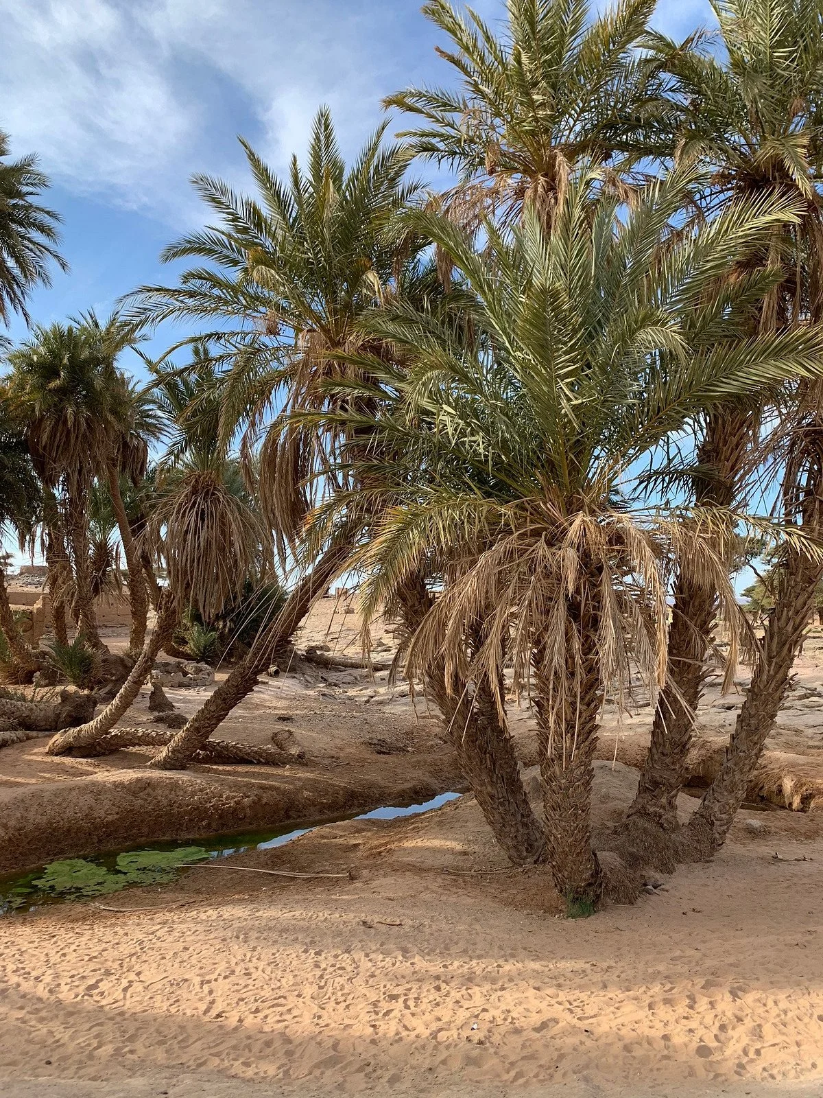 L'oasis Sacree