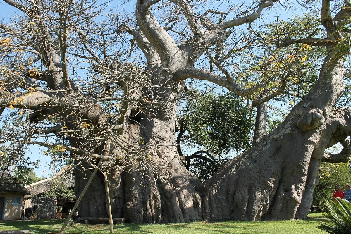Modjadji Nature Reserve