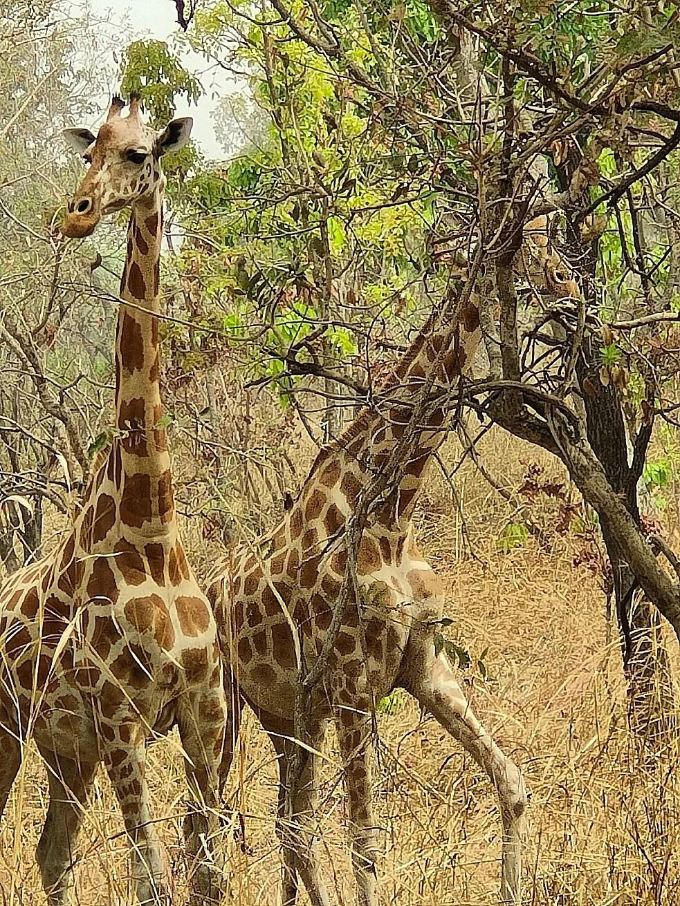 Bouba Njida National Park