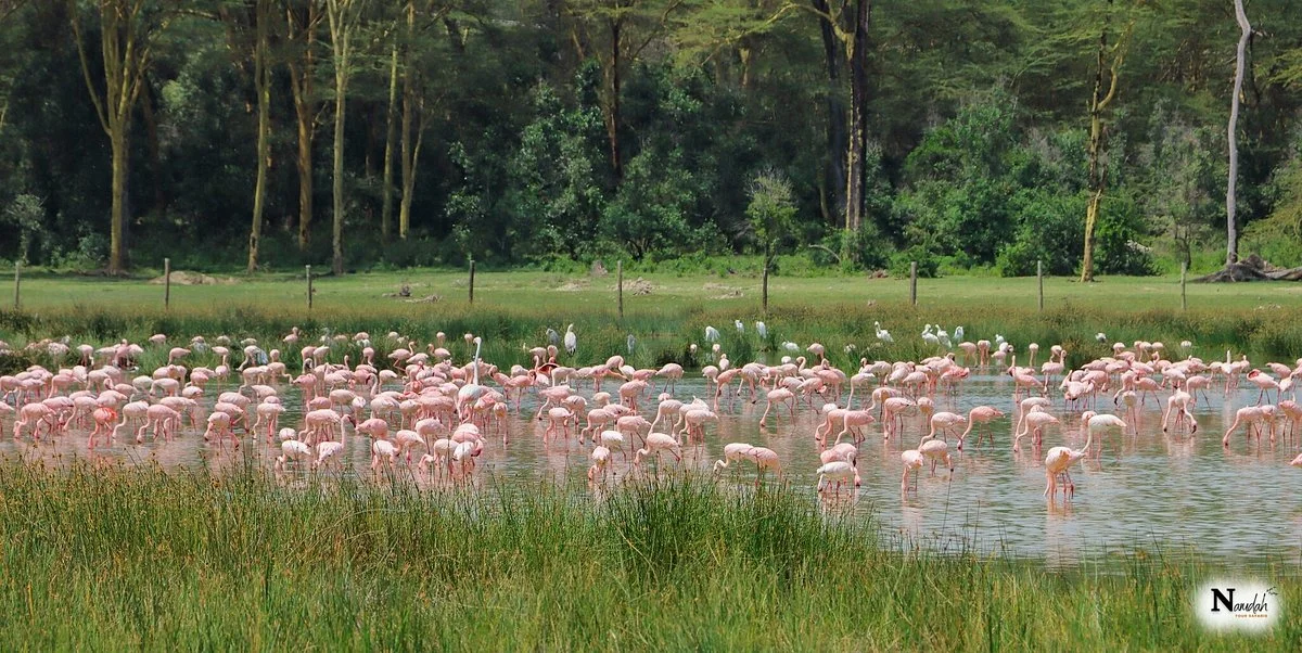 Lake Elementaita Hot Springs