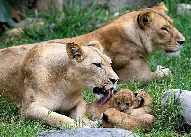 Animal Park - Kissir El Aouana