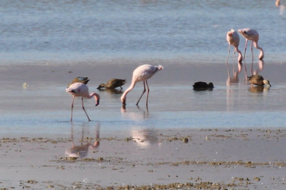 Table View Nature Reserve - Rietvlei Wetlands