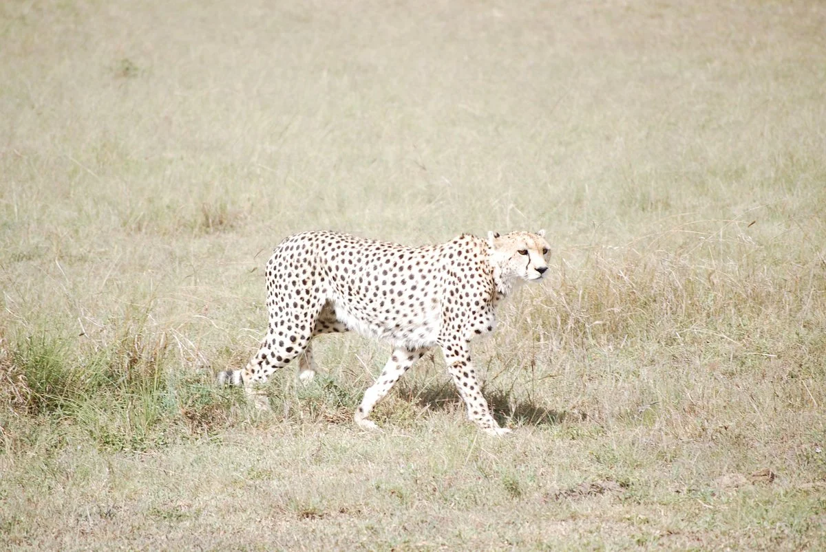 Civvet African Tours & Safaris