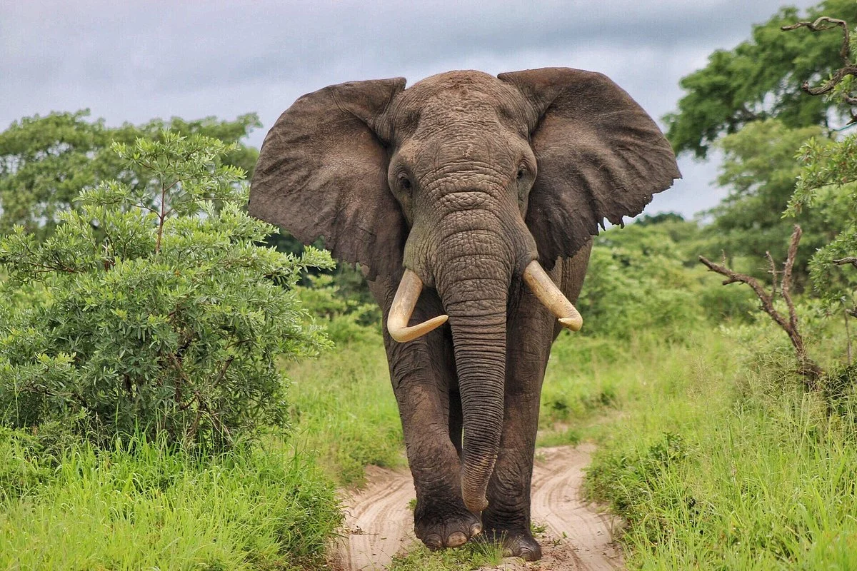 Tembe National Elephant Park
