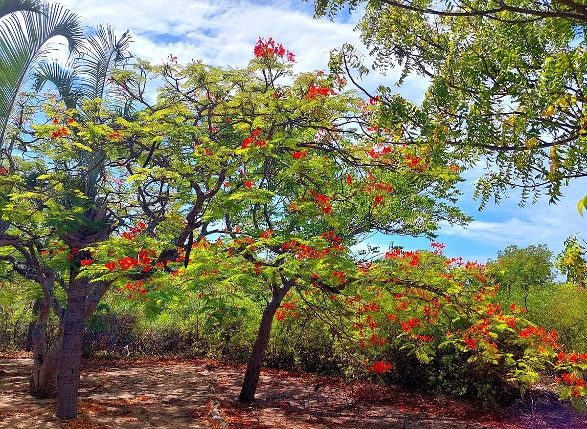 Arboretum of Ranopiso