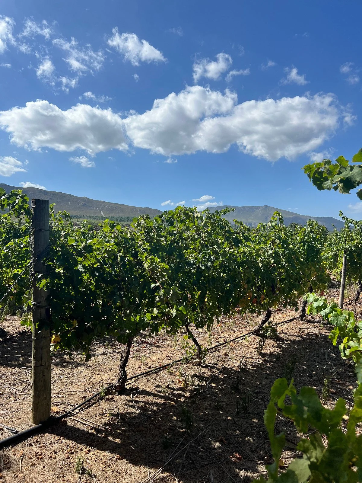 Barton Vineyards