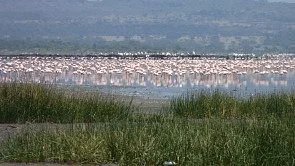 Lake Elmenteita