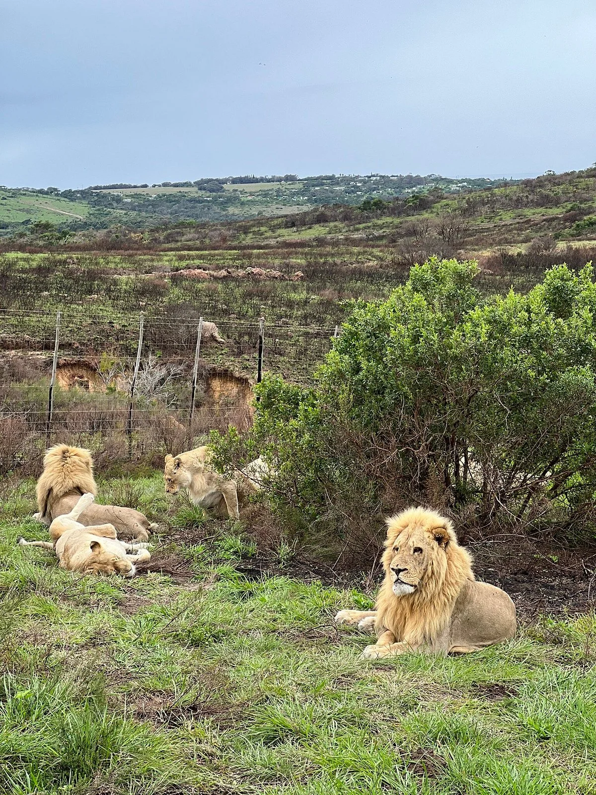Inkwenkwezi Private Game Reserve