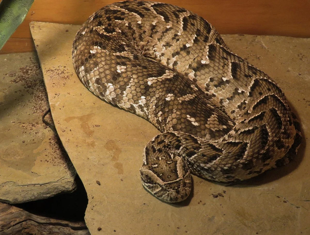 Reptile Garden